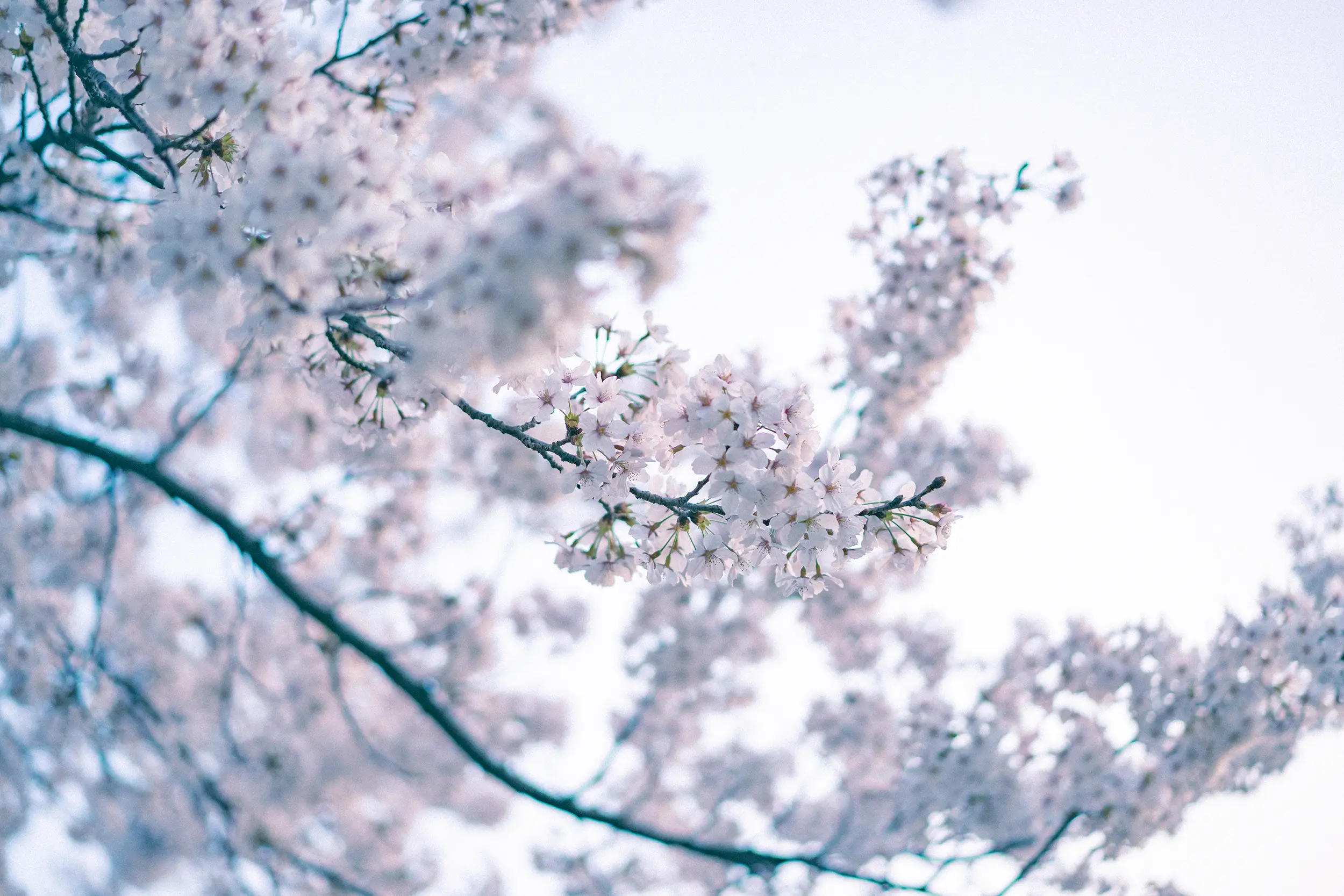 さくら百嘉店 会社概要